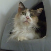 Laya chat angora