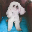 Cheyrelle Caniche abricot