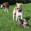 Epagneul, whippet & galgo