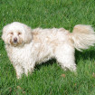 Benji Terrier Tibétain