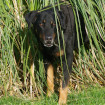Irun Beauceron