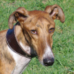Galgo